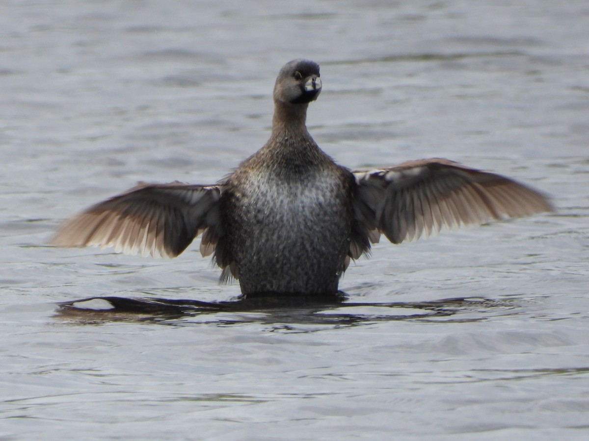 Pied-billed Grebe - ML621856736