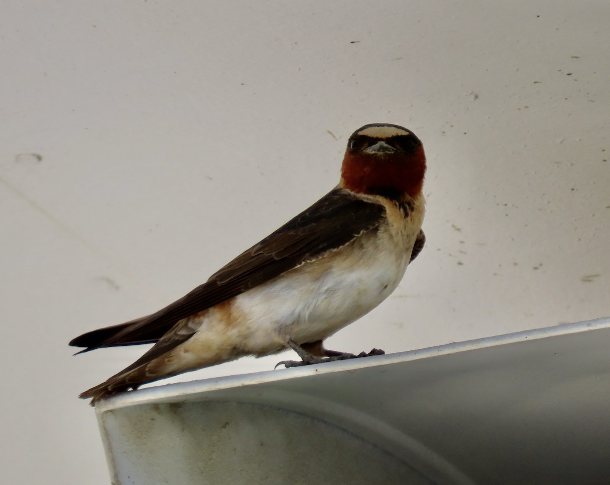 Cliff Swallow - ML621856737