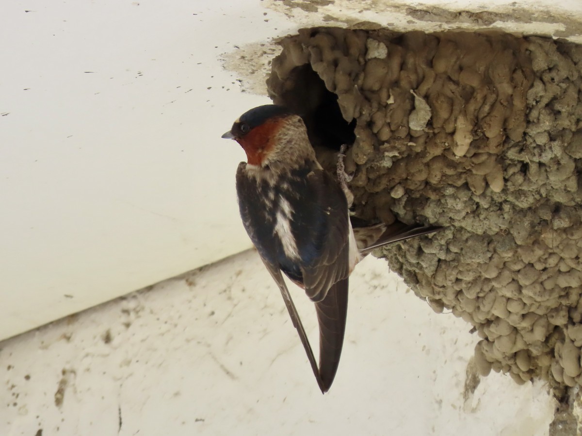 Cliff Swallow - ML621856738