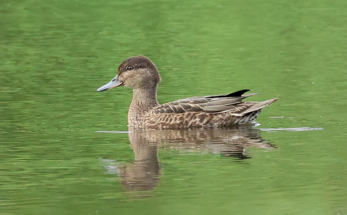 Green-winged Teal - ML621856744