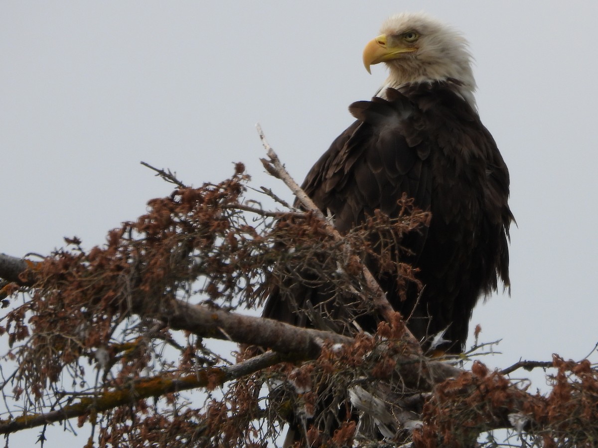 Bald Eagle - ML621856745