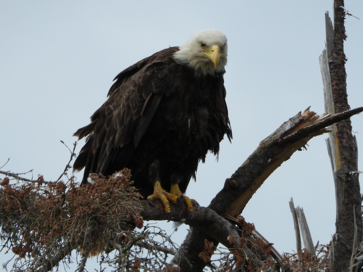 Bald Eagle - ML621856746