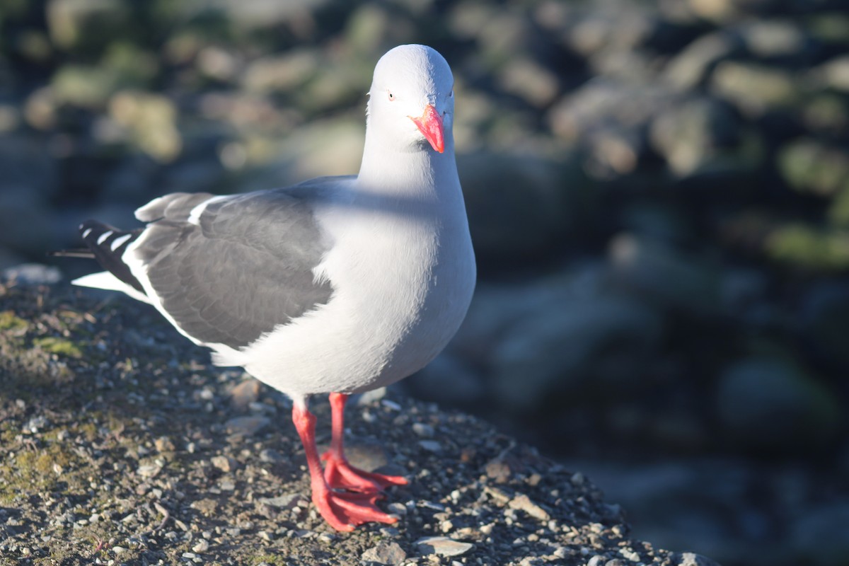 Dolphin Gull - ML621856753