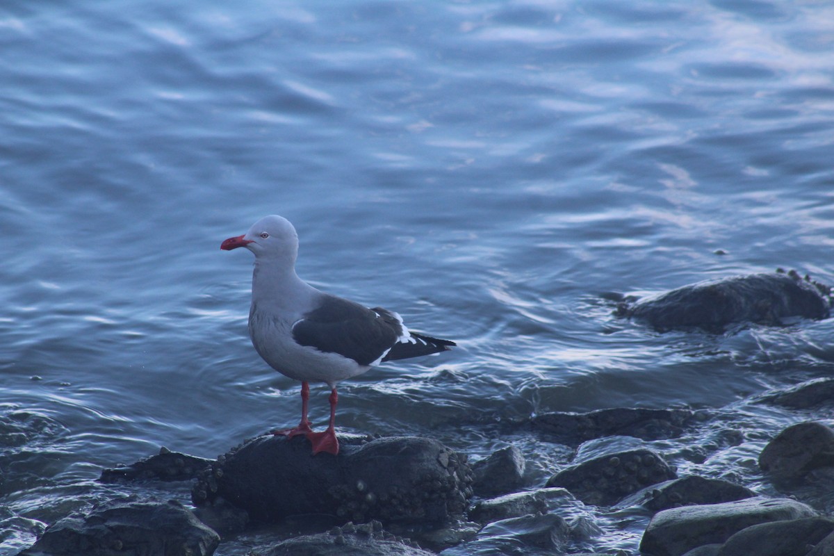 Dolphin Gull - ML621856754