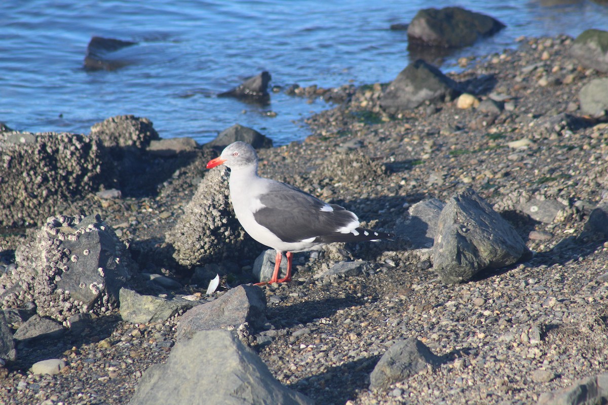 Dolphin Gull - ML621856755