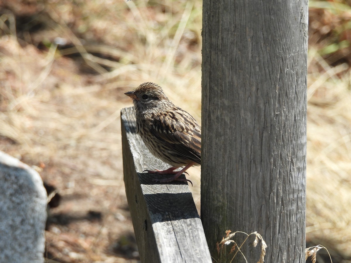 White-crowned Sparrow - ML621856780