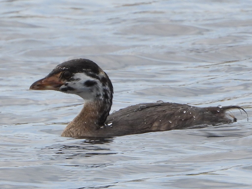 Pied-billed Grebe - ML621856783