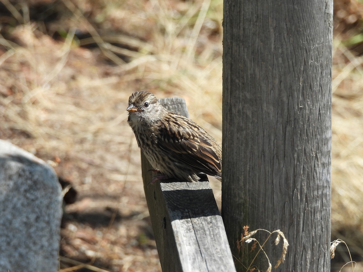 White-crowned Sparrow - ML621856787