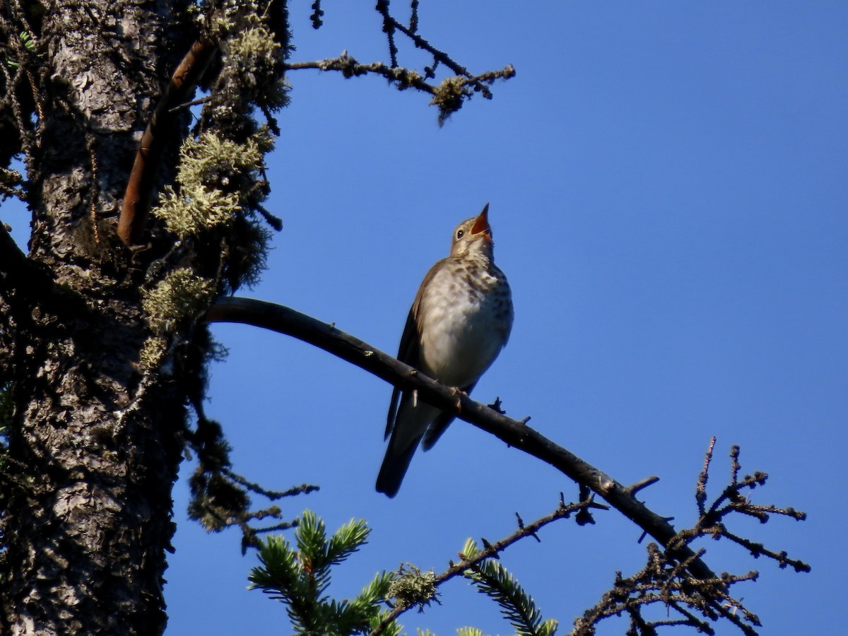 Swainson's Thrush - ML621856788