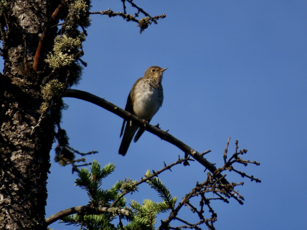 Swainson's Thrush - ML621856789