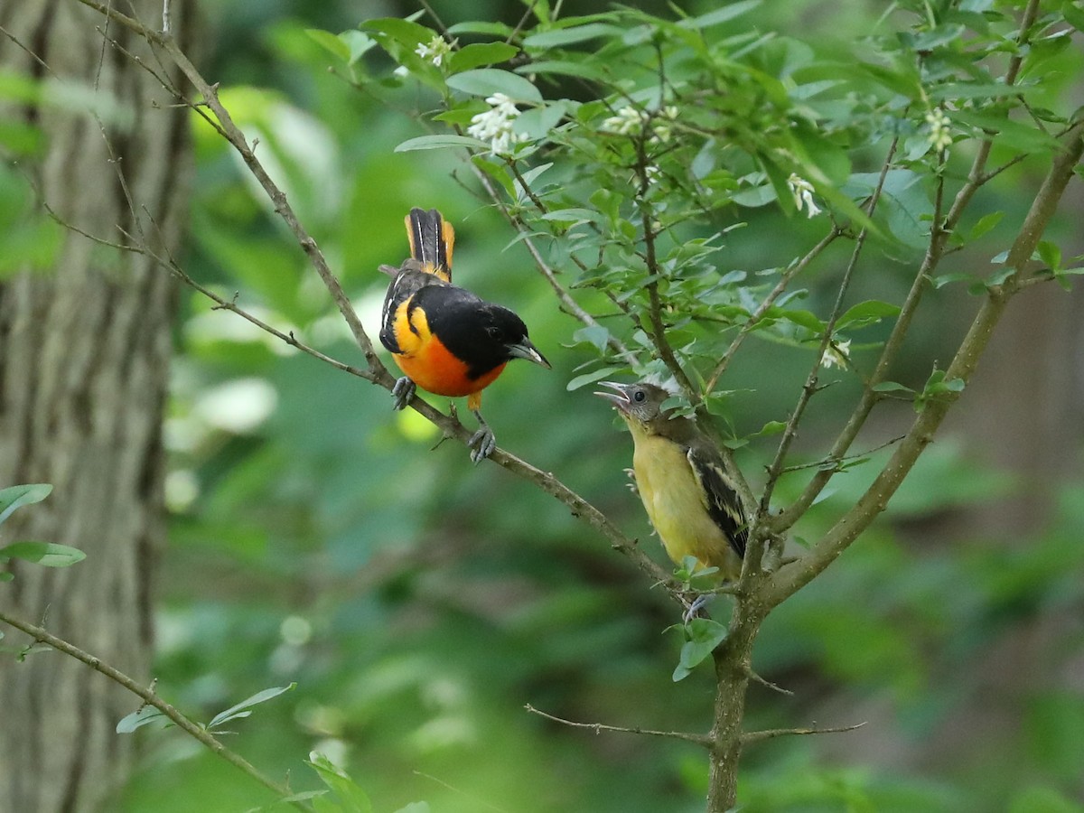 Baltimore Oriole - ML621856811