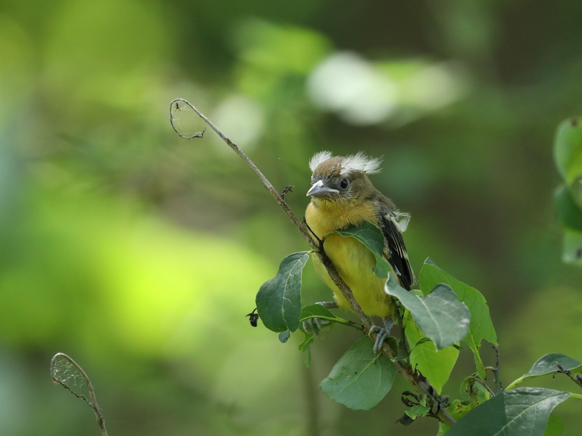 Baltimore Oriole - ML621856812