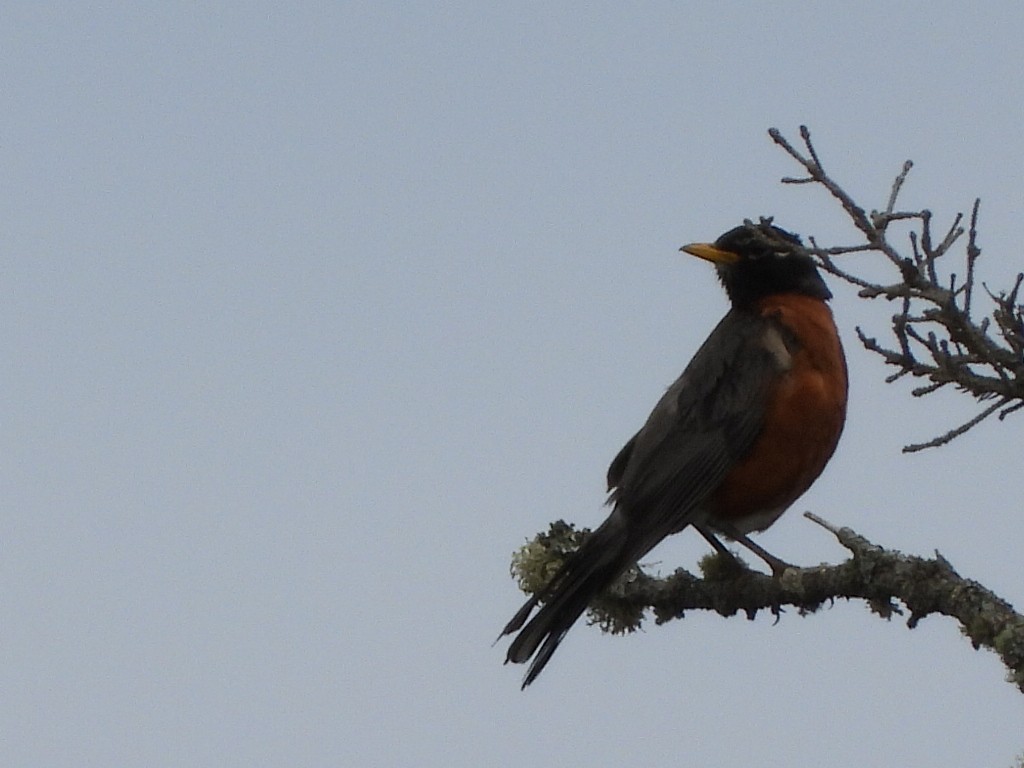 American Robin - Tammy Bradford