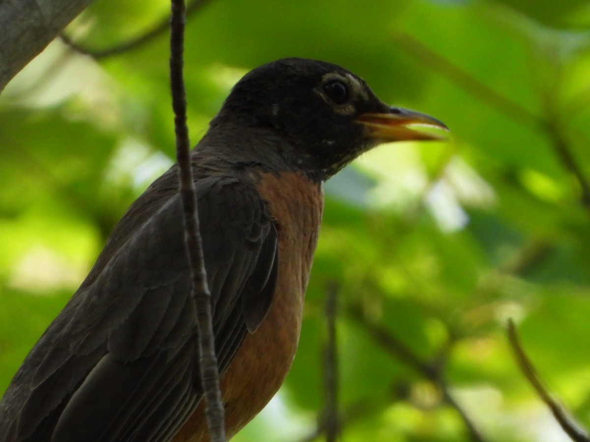 American Robin - ML621856815