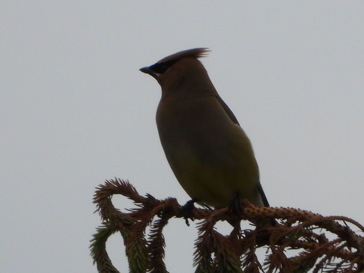 Cedar Waxwing - ML621856826