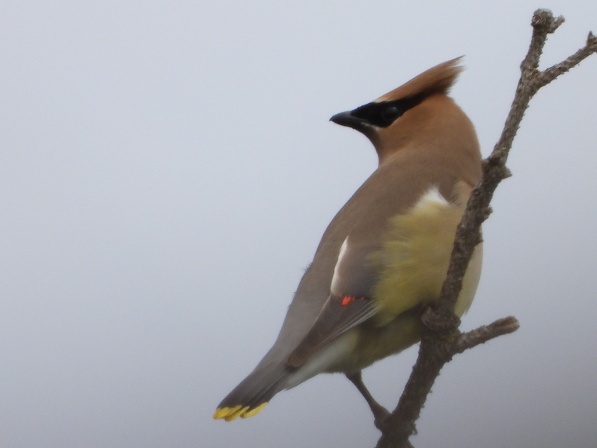 Cedar Waxwing - ML621856827