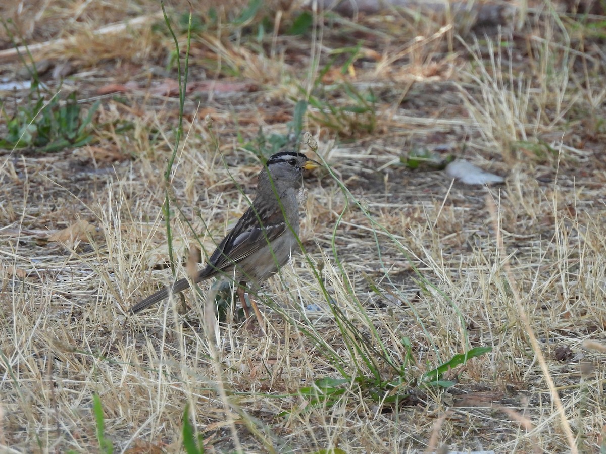 White-crowned Sparrow - ML621856831