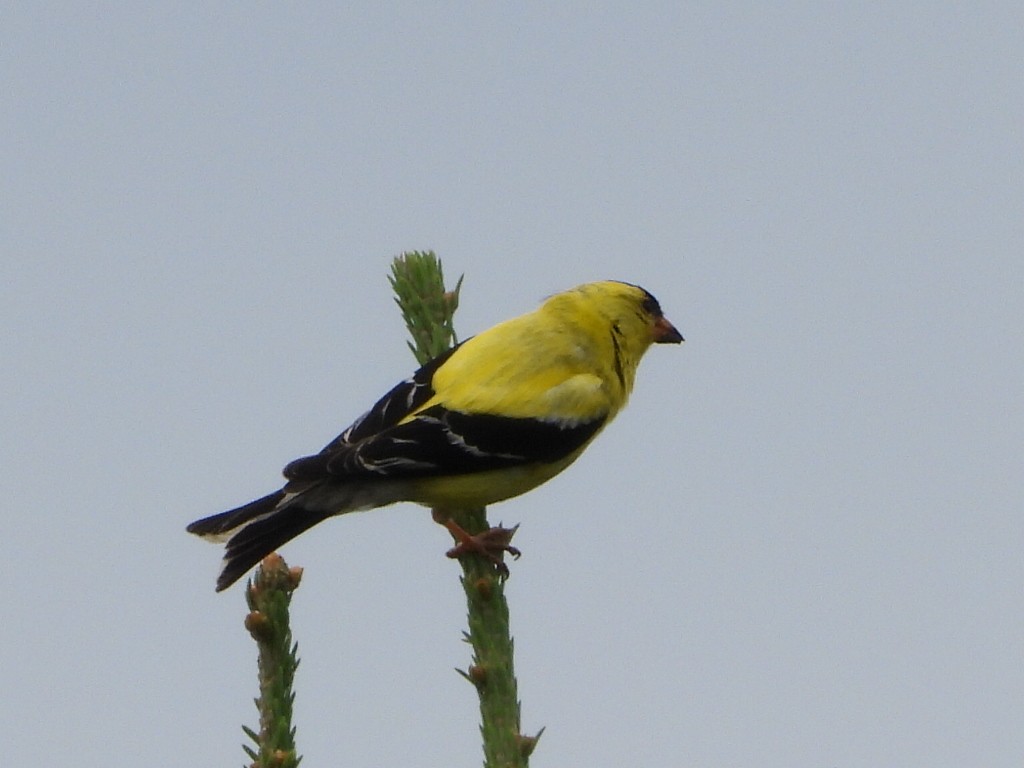 American Goldfinch - ML621856835