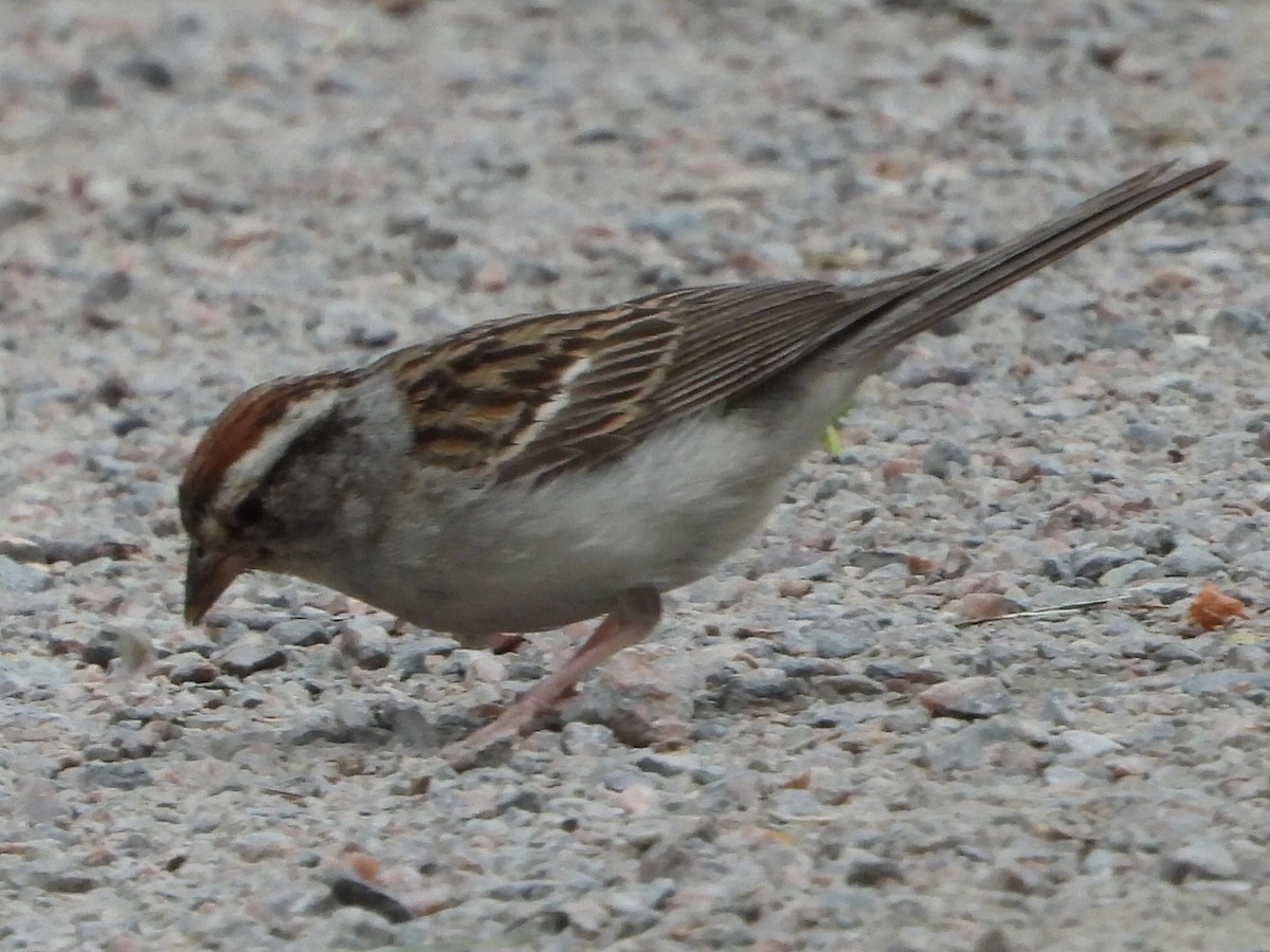 Chipping Sparrow - ML621856837