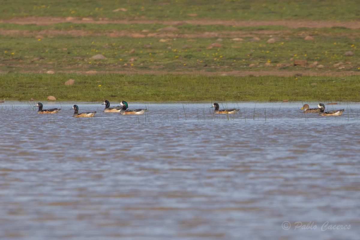 Chiloe Wigeon - ML621856838