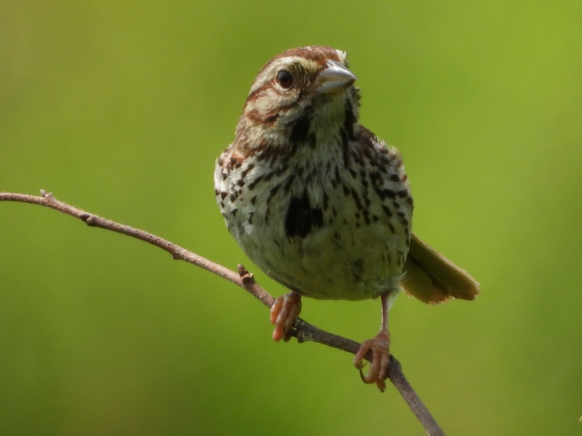 Song Sparrow - ML621856840