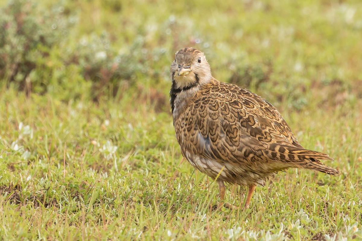 Least Seedsnipe - ML621856850