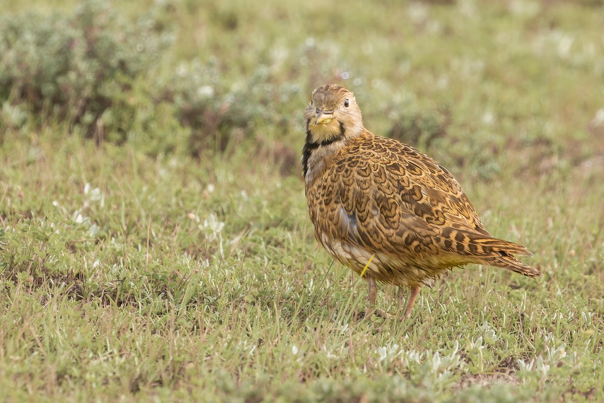 Least Seedsnipe - ML621856851