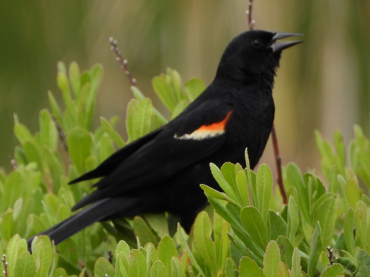 Red-winged Blackbird - ML621856854