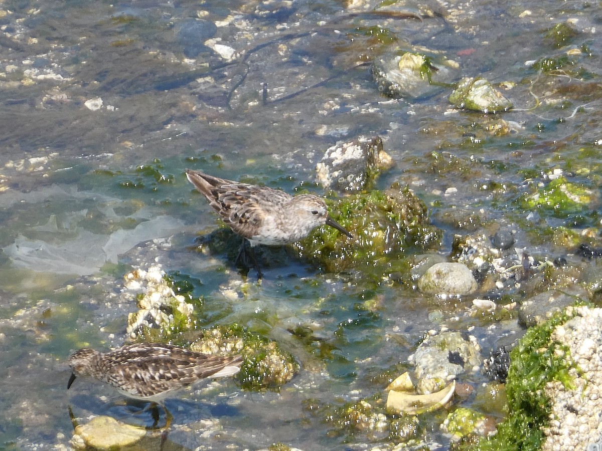 Western Sandpiper - ML621856862