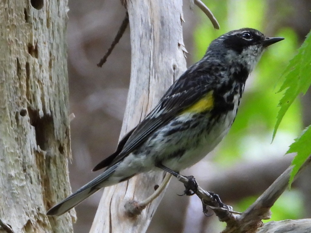 Yellow-rumped Warbler (Myrtle) - ML621856865