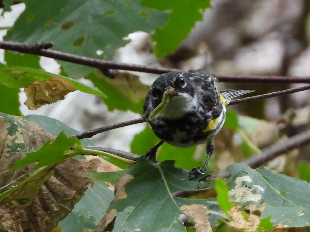 Yellow-rumped Warbler (Myrtle) - ML621856866