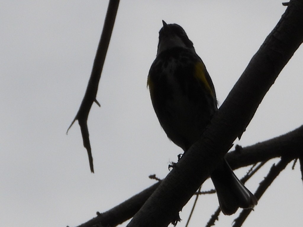 Yellow-rumped Warbler (Myrtle) - ML621856867