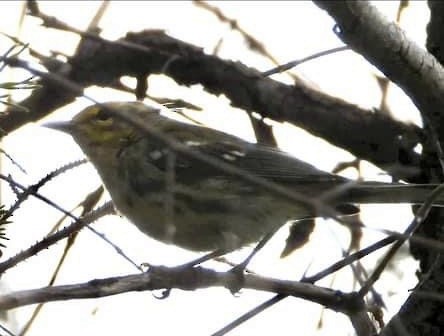 Black-throated Green Warbler - ML621856879