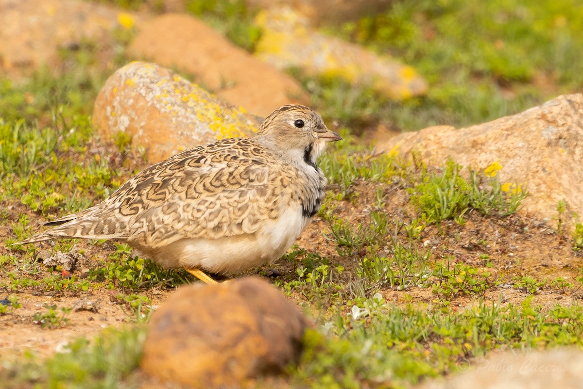 Least Seedsnipe - ML621856889