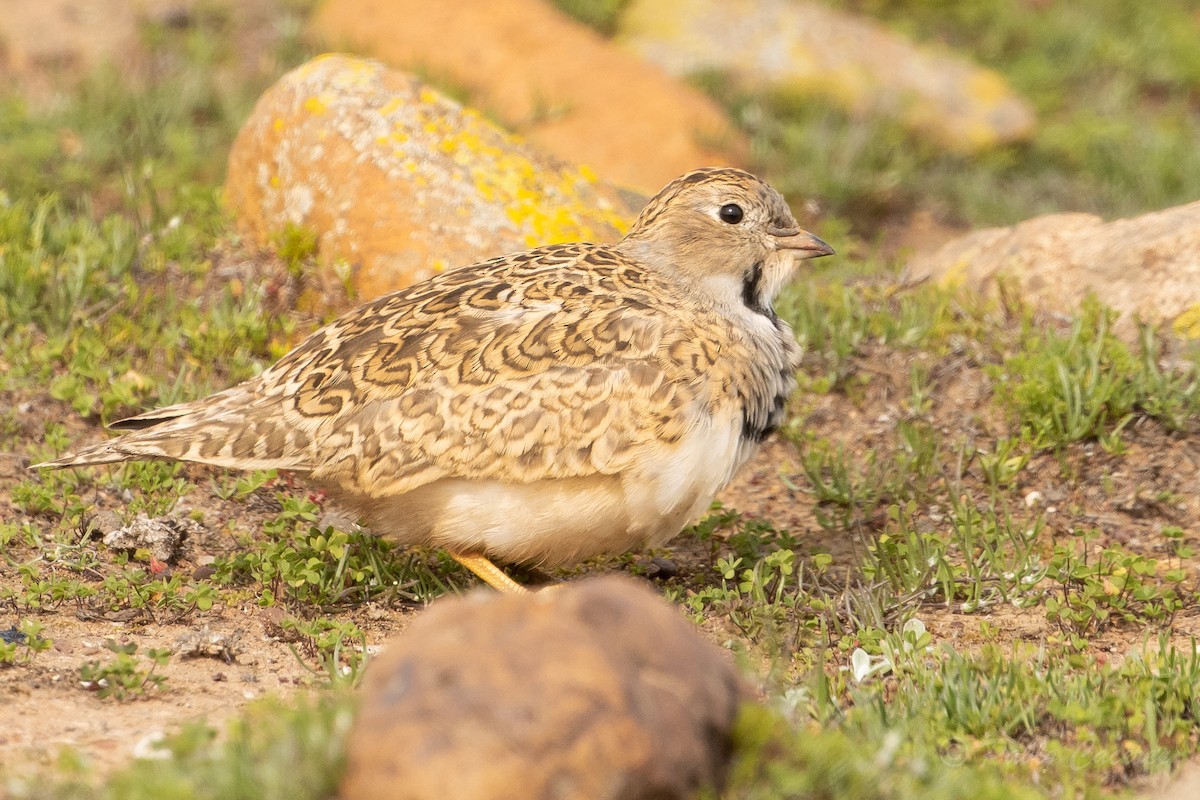 Least Seedsnipe - Pablo Andrés Cáceres Contreras