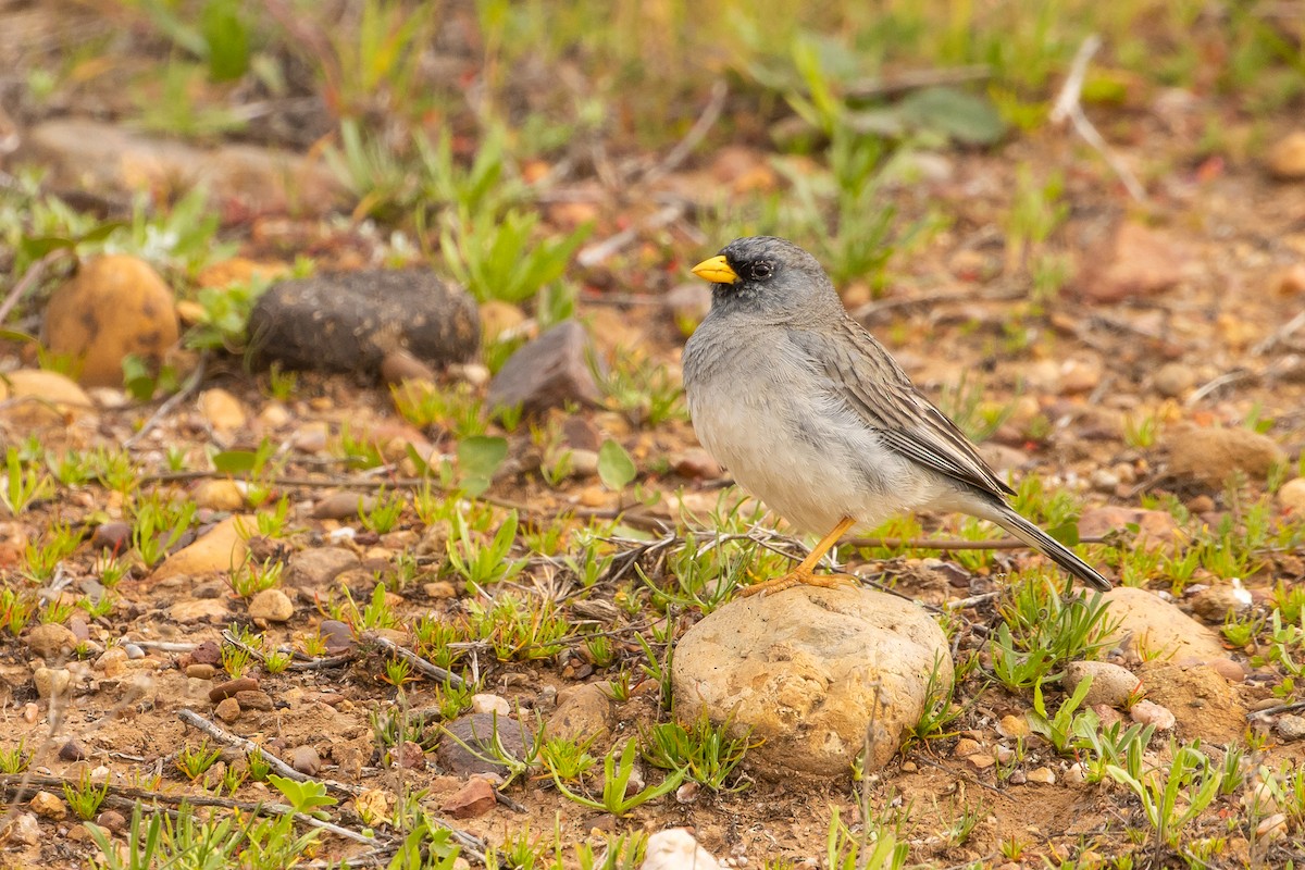 Band-tailed Sierra Finch - ML621856906