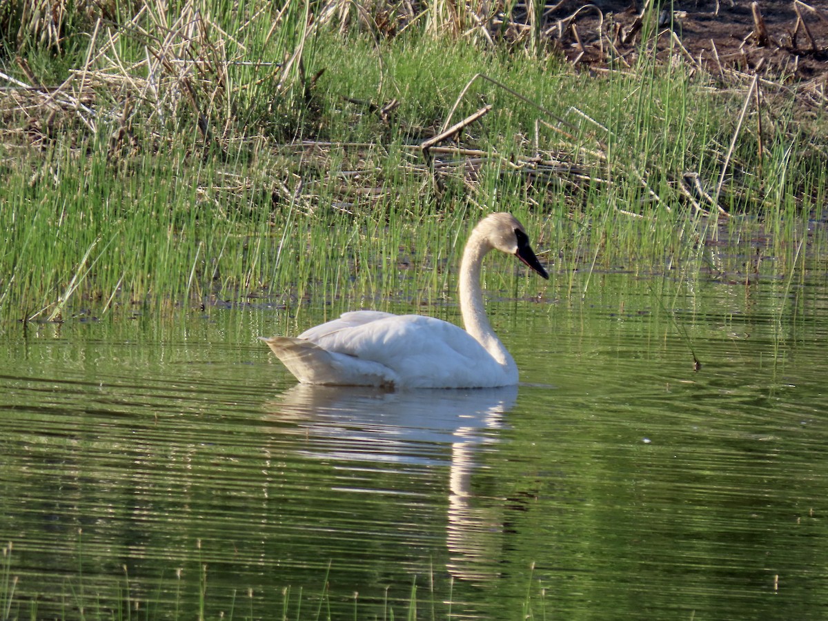 Trumpeter Swan - ML621856923