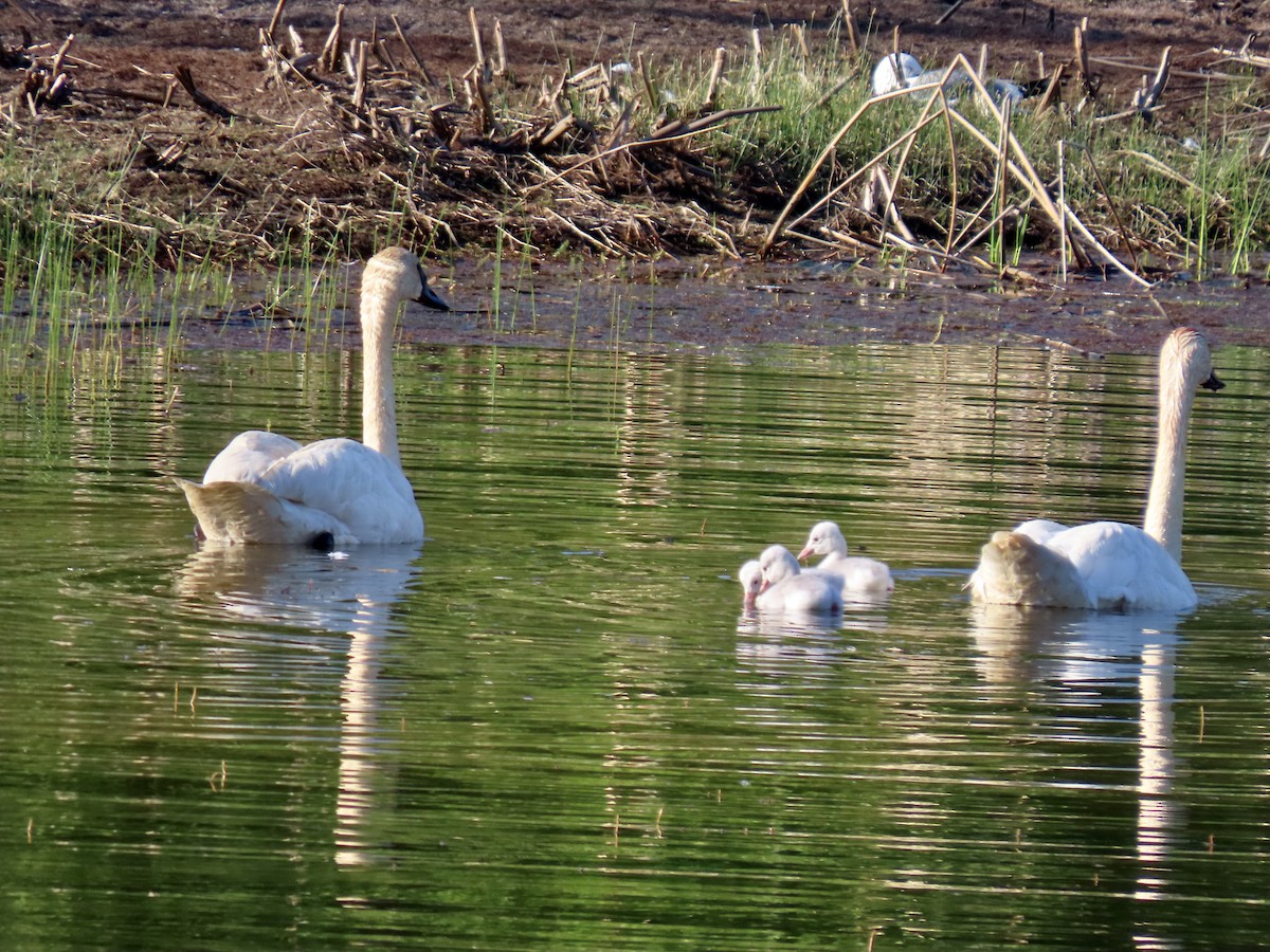 Trumpeter Swan - ML621856924