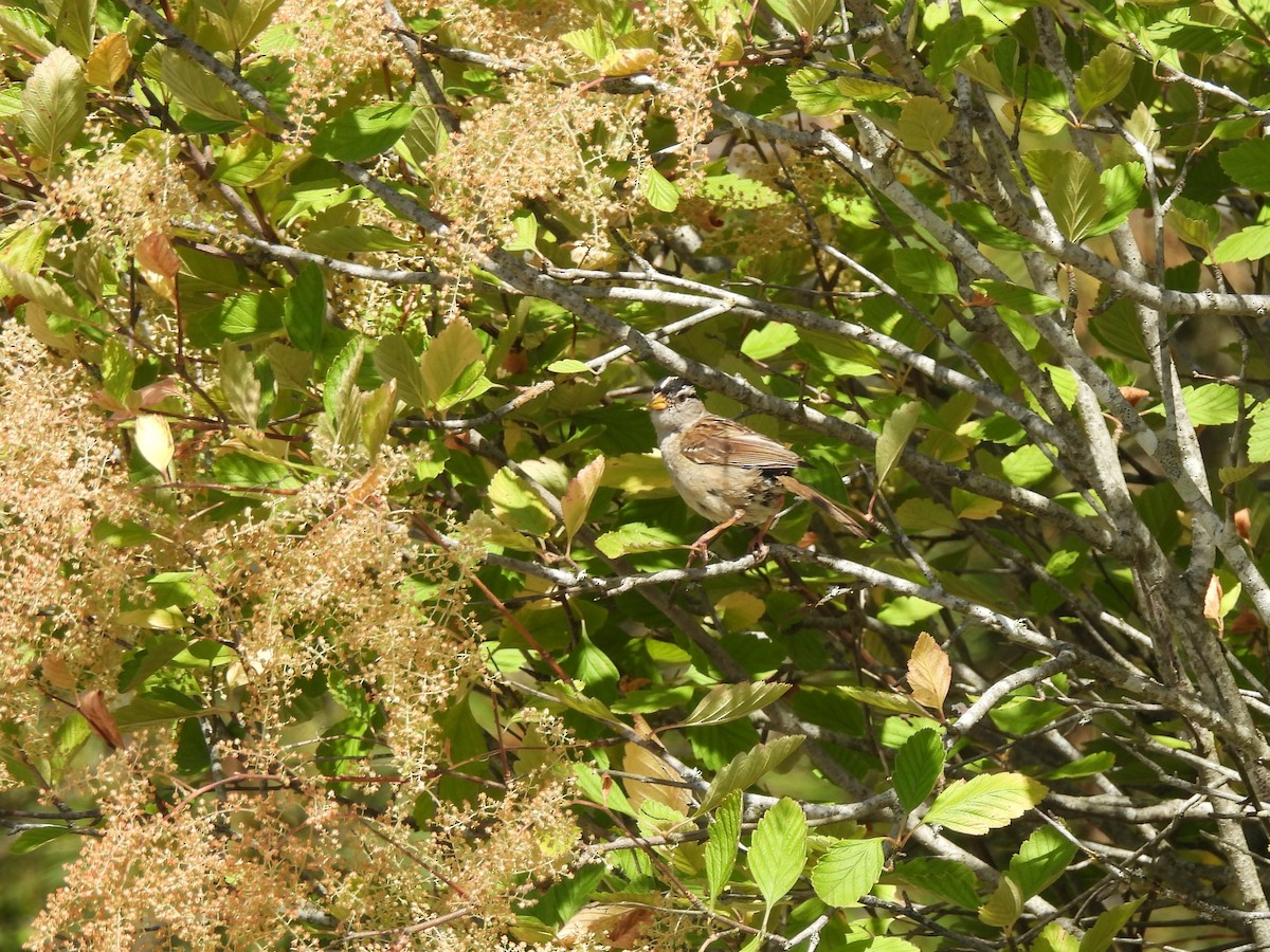 White-crowned Sparrow - ML621856927