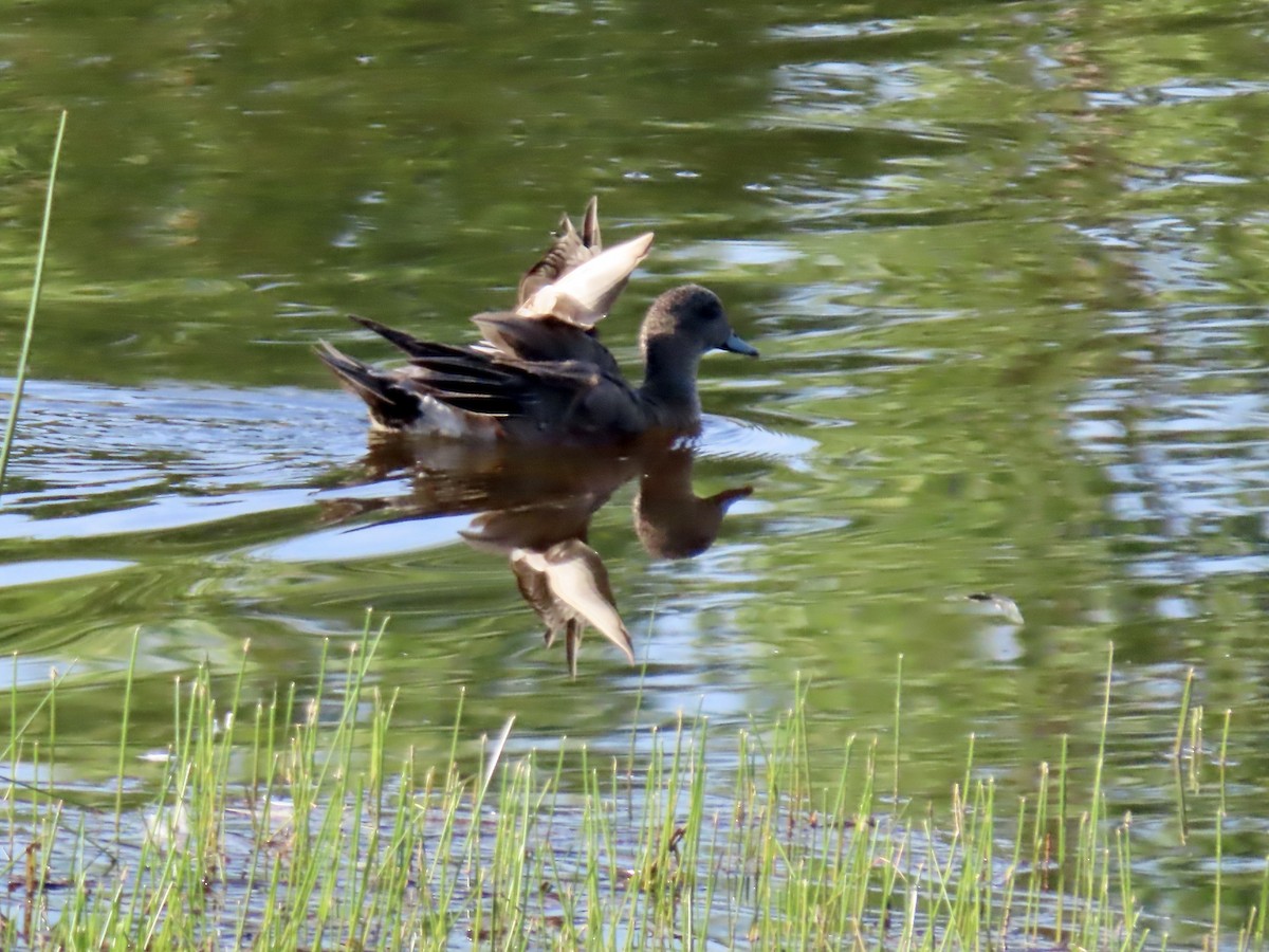 American Wigeon - ML621856931