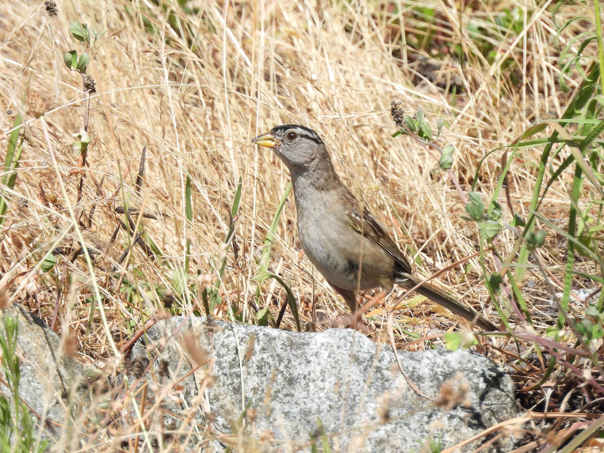 White-crowned Sparrow - ML621856934