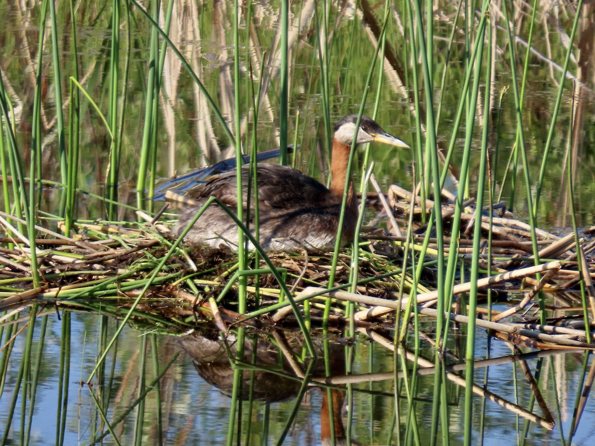 Red-necked Grebe - ML621856947