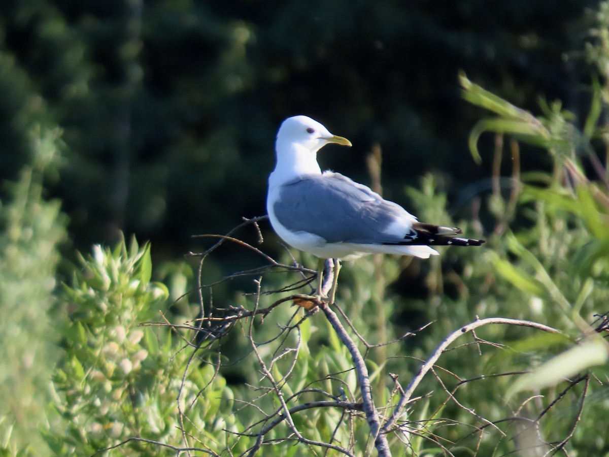 Short-billed Gull - ML621856953