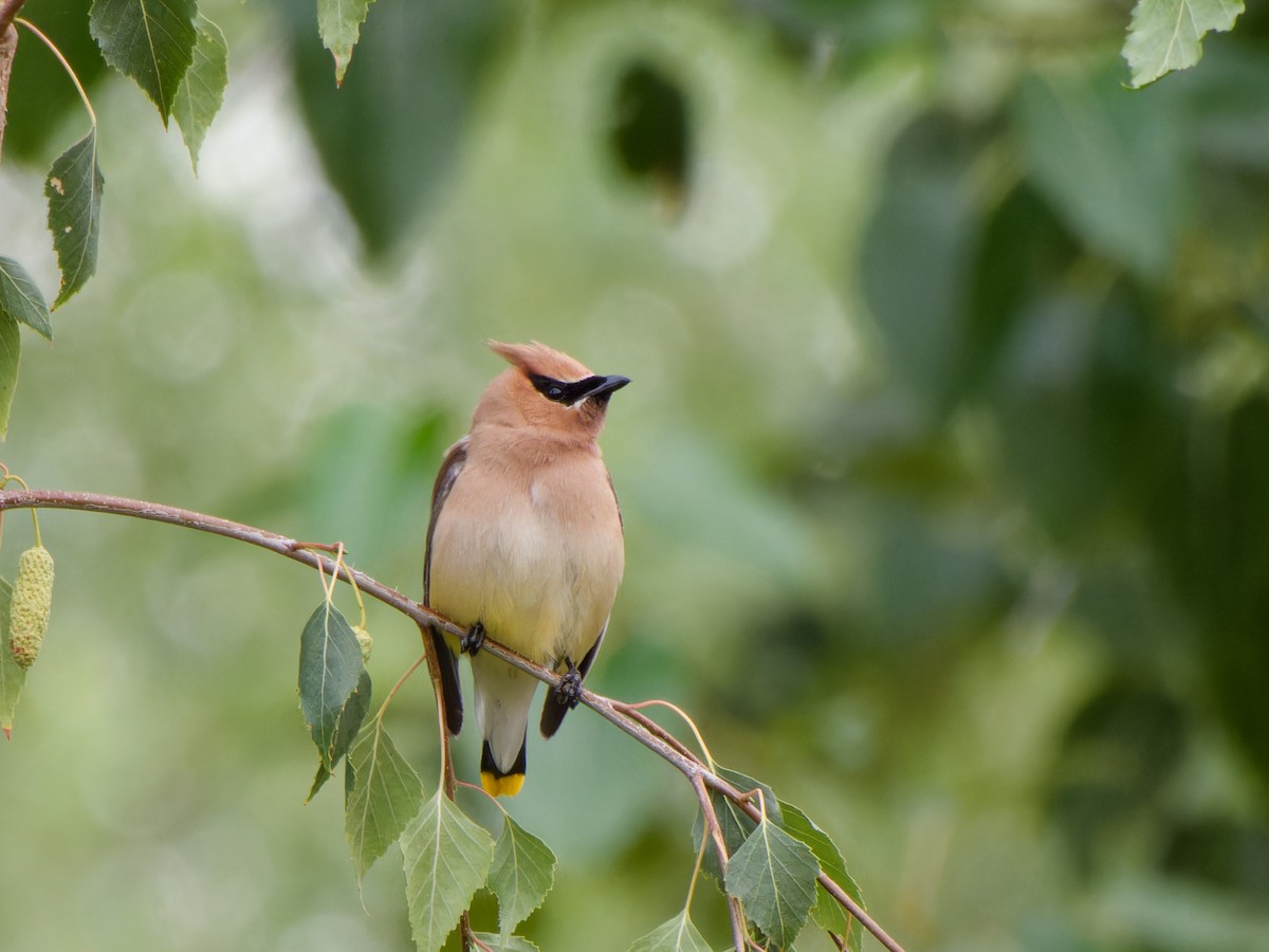 Cedar Waxwing - ML621857009