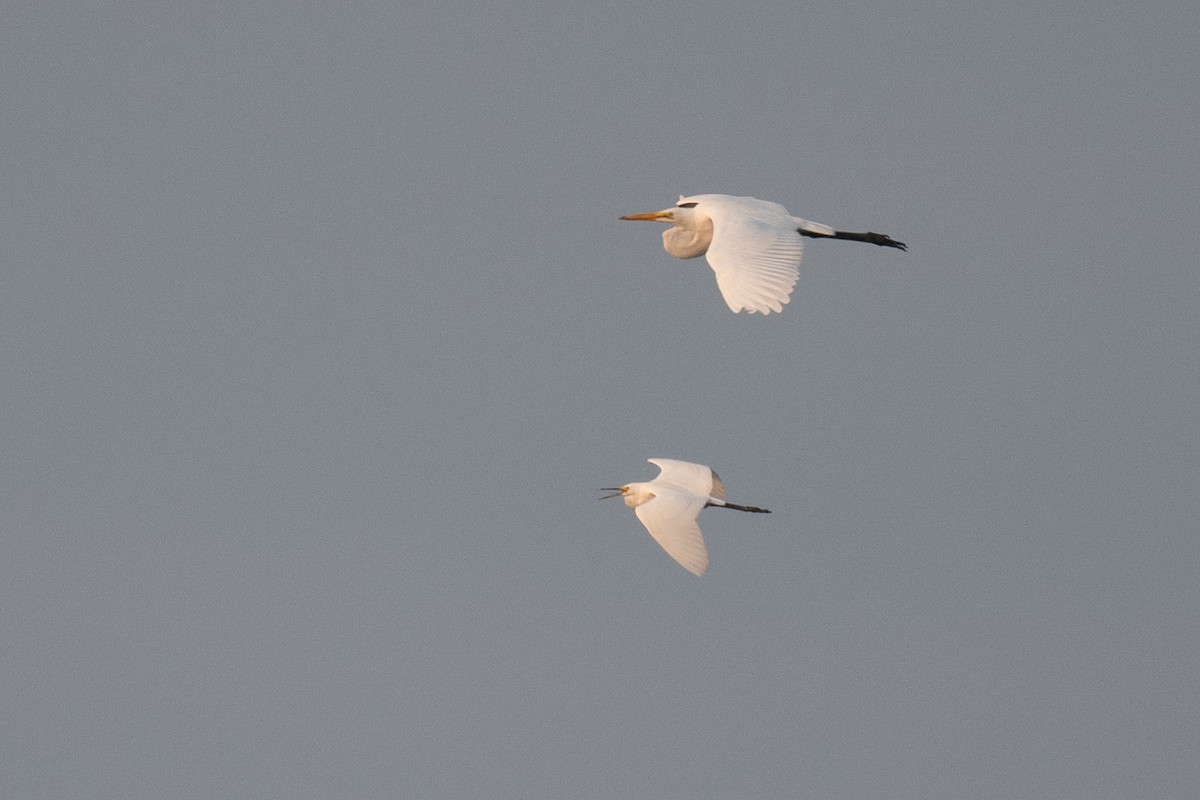 Snowy Egret - ML621857034