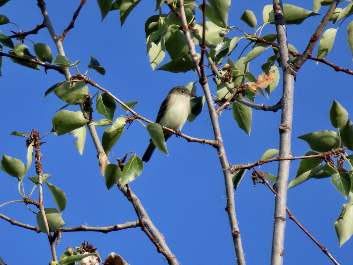 Alder Flycatcher - ML621857048