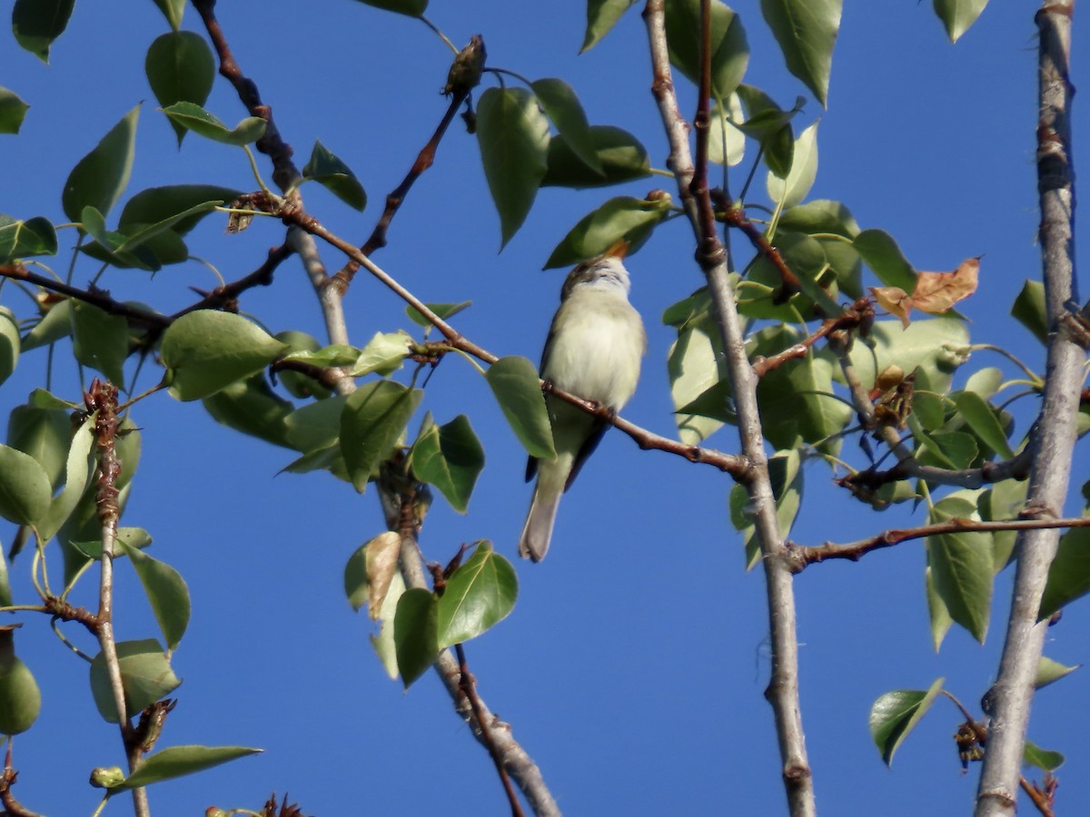 Alder Flycatcher - ML621857049