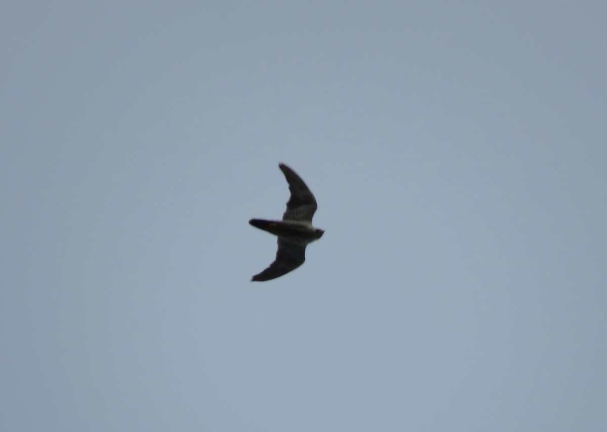 Chimney Swift - ML621857057