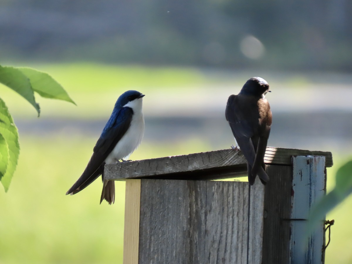 Tree Swallow - ML621857065