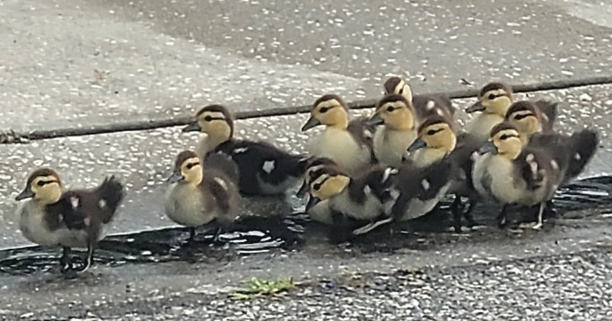 Muscovy Duck (Domestic type) - ML621857102